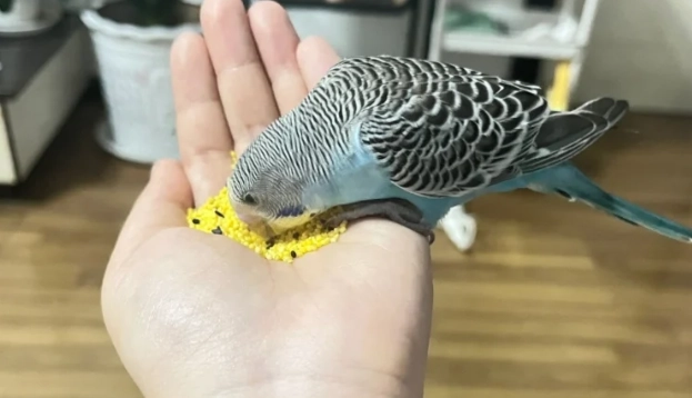 鸚鵡嘔吐