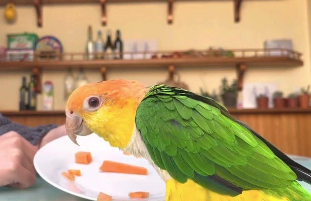 鸚鵡不吃東西 鸚鵡不吃東西