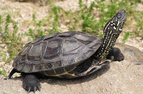 金龜飼養 金龜飼養