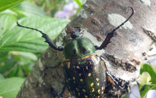 金龜子觀察 金龜子觀察