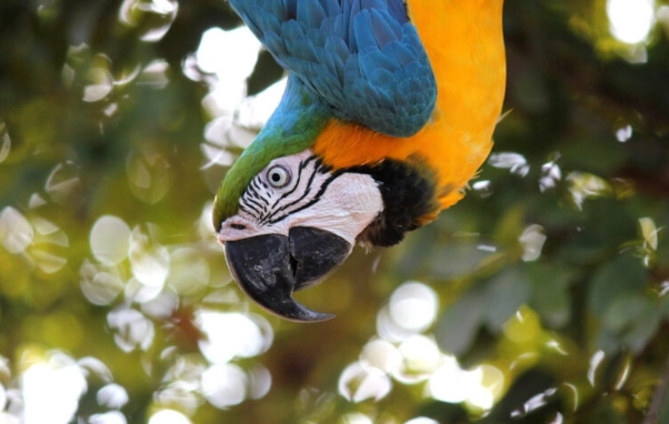 金剛鸚鵡品種介紹