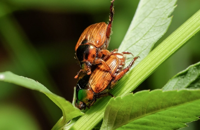 台灣甲蟲生態 台灣甲蟲生態
