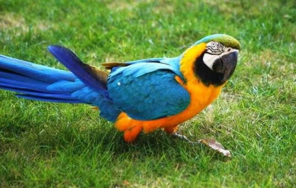 金剛鸚鵡品種介紹