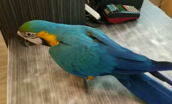 琉璃金剛鸚鵡價格