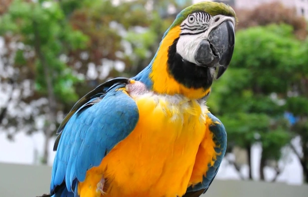 琉璃金剛鸚鵡飼養