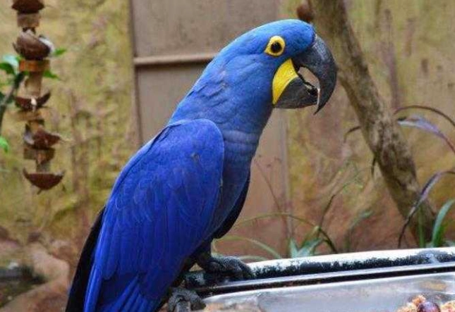 琉璃金剛鸚鵡飼養