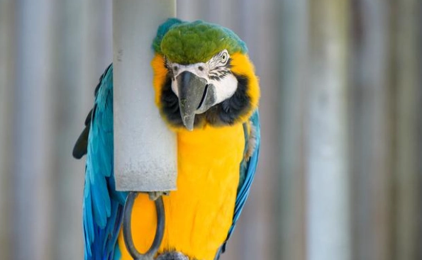 大型鸚鵡飼養指南