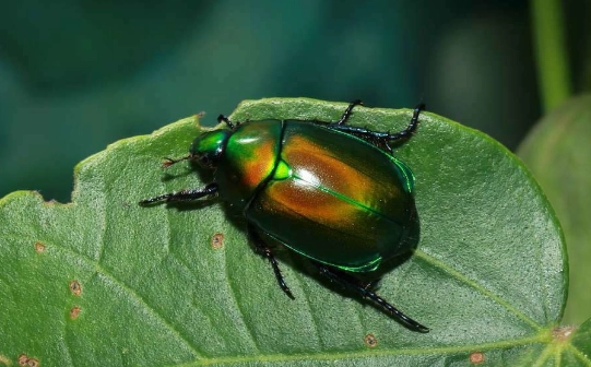 金龜照顧 金龜照顧