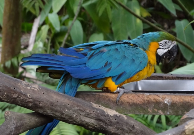 藍黃金剛鸚鵡價格