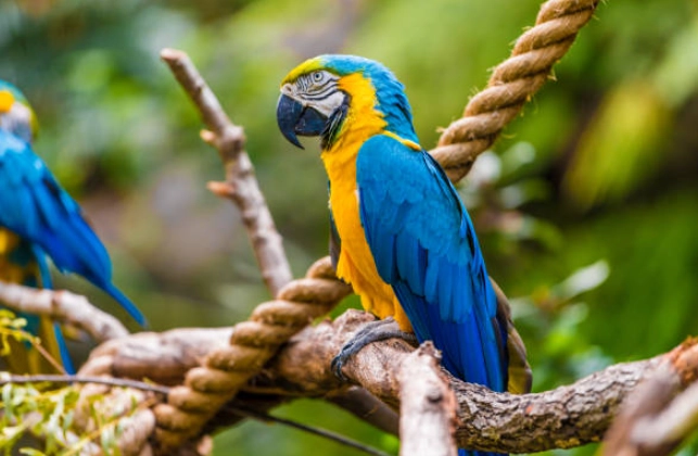 藍黃金剛鸚鵡飼養