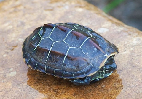 台灣草龜 保護 台灣草龜 保護