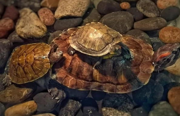 金龜照顧 金龜照顧