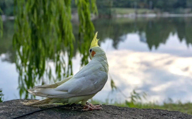 玄鳳鸚鵡公母分辨 玄鳳鸚鵡公母分辨
