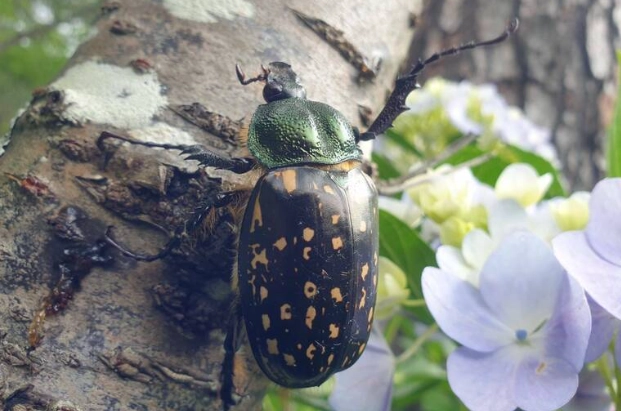 台灣甲蟲生態 台灣甲蟲生態