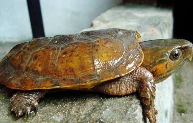 草龜飼養 草龜飼養