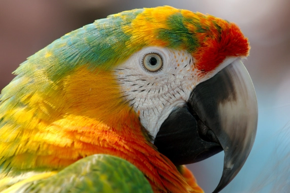 金剛鸚鵡品種介紹