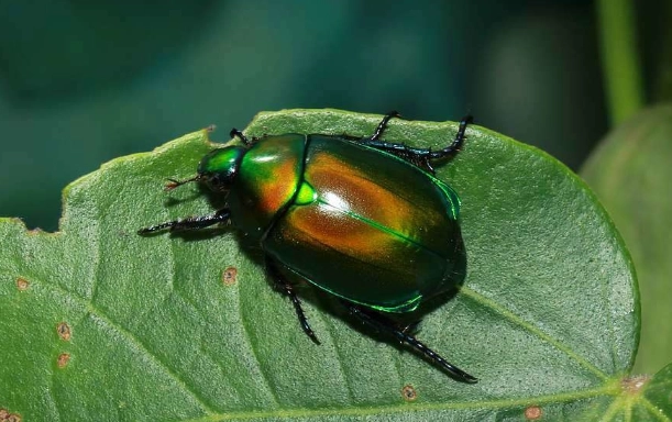 金龜子觀察 金龜子觀察