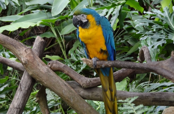 藍黃金剛鸚鵡壽命