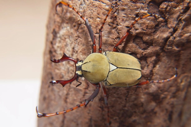 金龜子觀察 金龜子觀察