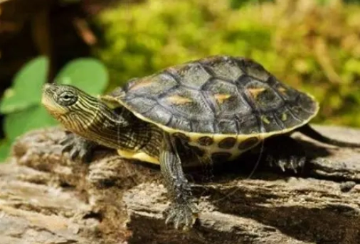 中華草龜 保育 中華草龜 保育