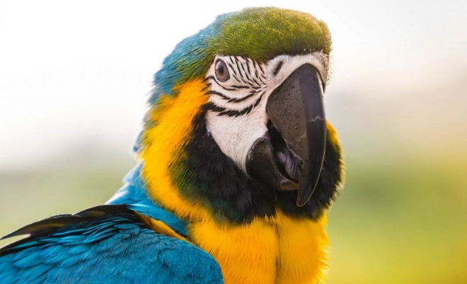 琉璃金剛鸚鵡飼養