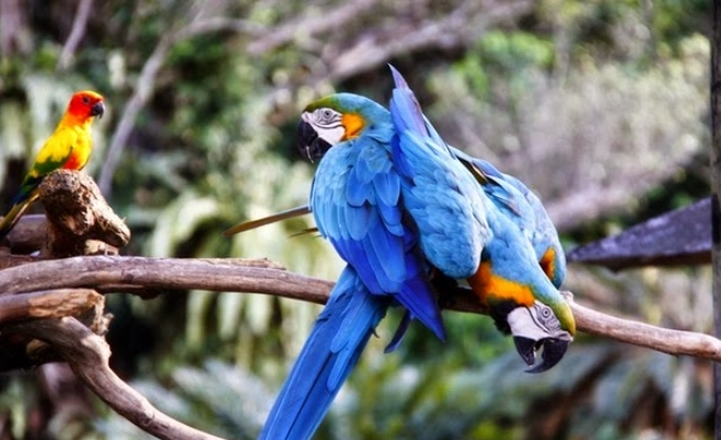 藍黃金剛鸚鵡飼養