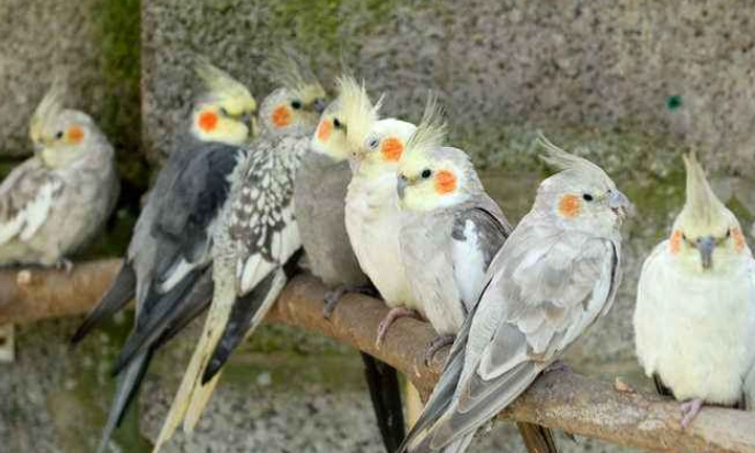 玄鳳鸚鵡性別 玄鳳鸚鵡性別