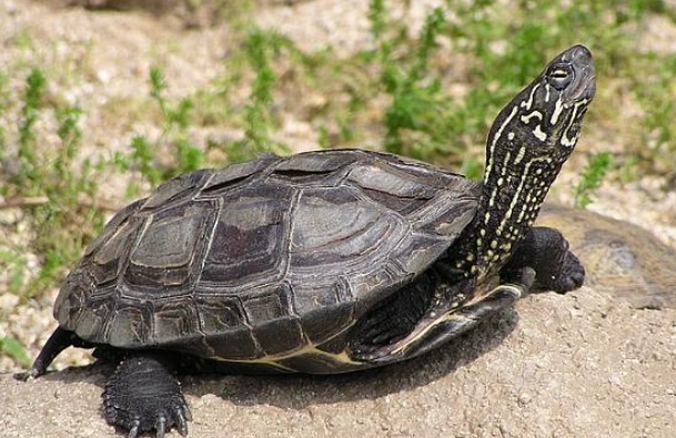 草龜飼養 草龜飼養