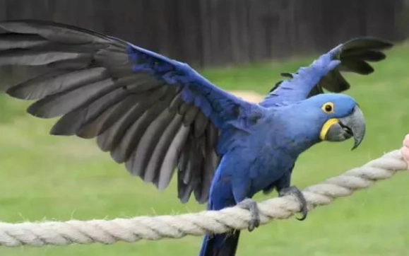大型鸚鵡飼養指南