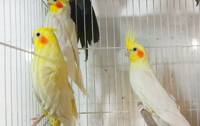 玄鳳鸚鵡公母分辨 玄鳳鸚鵡公母分辨