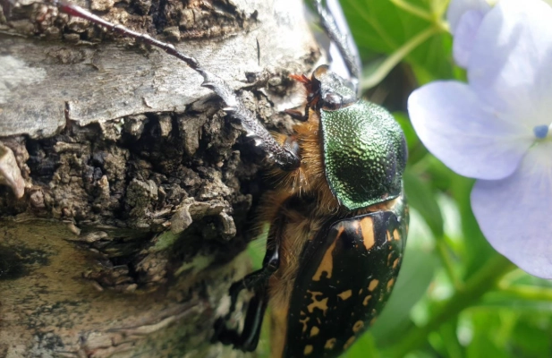 台灣金龜保護 台灣金龜保護