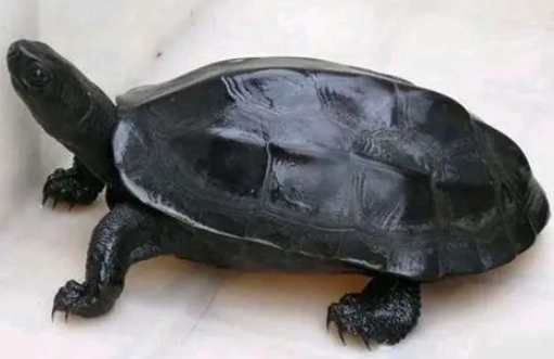 台灣草龜 保護 台灣草龜 保護