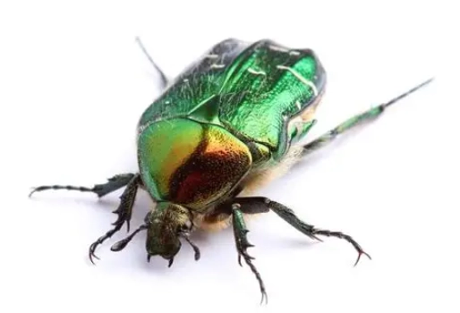 金龜品種 金龜品種