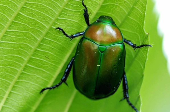 金龜可以養嗎？飼養前必知的5大重點與常見誤區
