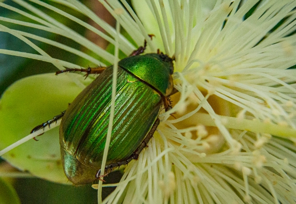 台灣金龜保護 台灣金龜保護
