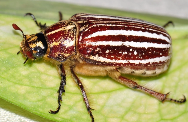 台灣甲蟲生態 台灣甲蟲生態