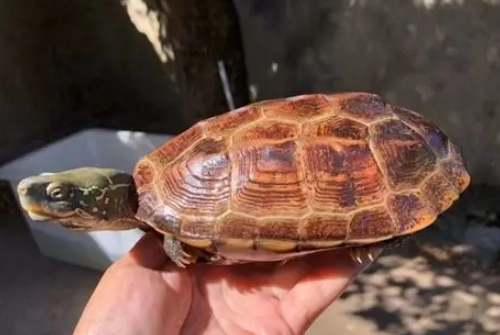 中華草龜 保育 中華草龜 保育