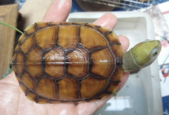 金龜飼養 金龜飼養