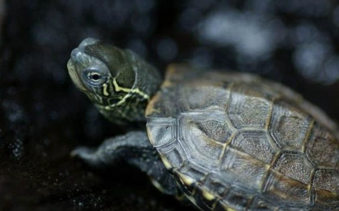 台灣草龜 台灣草龜