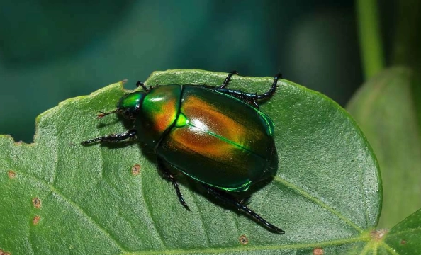 台灣金龜保護 台灣金龜保護