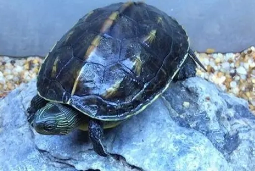 草龜寵物 草龜寵物