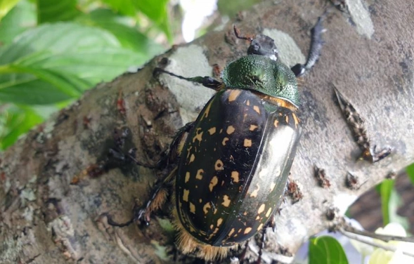 台灣金龜保護 台灣金龜保護