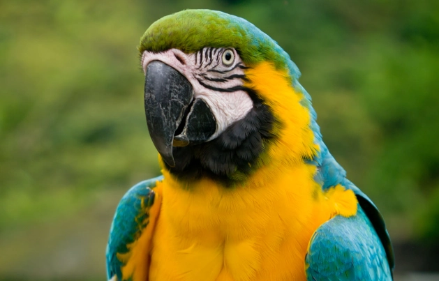 藍黃金剛鸚鵡飼養指南：從挑選、照顧到常見問題全解析