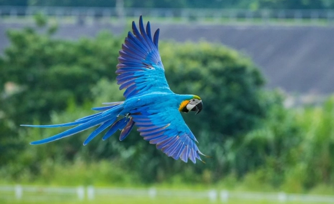琉璃金剛鸚鵡價格