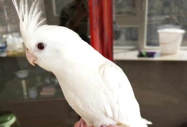 玄鳳鸚鵡性別 玄鳳鸚鵡性別