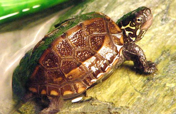 草龜寵物 草龜寵物