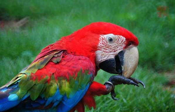 大型鸚鵡飼養指南