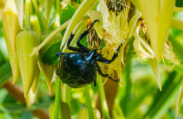 金龜物種識別 金龜物種識別