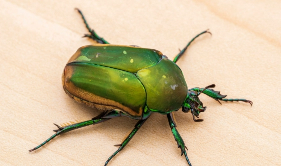 金龜品種 金龜品種