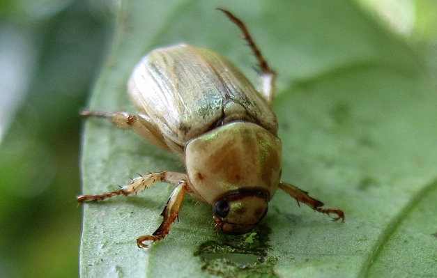 金龜子觀察 金龜子觀察